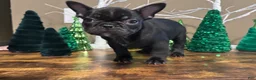 French Bulldog dogs for sale: French Bulldog Puppy 3 - Ad 4
