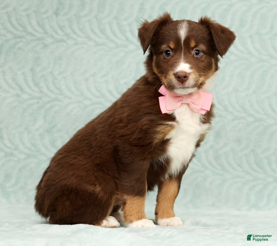 Australian Shepherd dogs for sale: Jackie - Ad 2