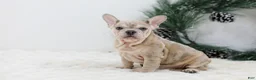French Bulldog dogs for sale: Major - Ad 1