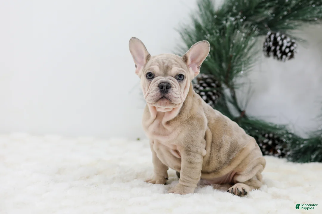 French Bulldog dogs for sale: Major - Ad 1