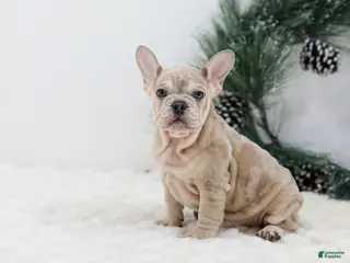 French Bulldog dogs Major - Ad 30
