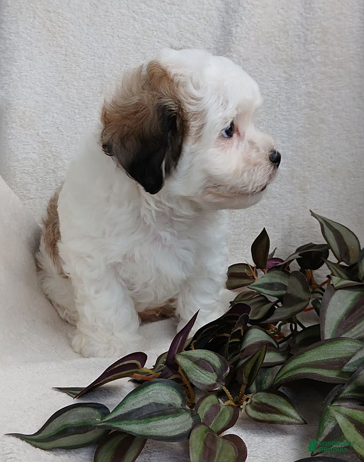 Teddy Bear dogs Cody - Ad 2