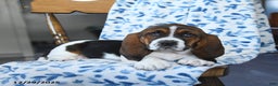 Basset Hound dogs for sale: Diamond - Ad 2