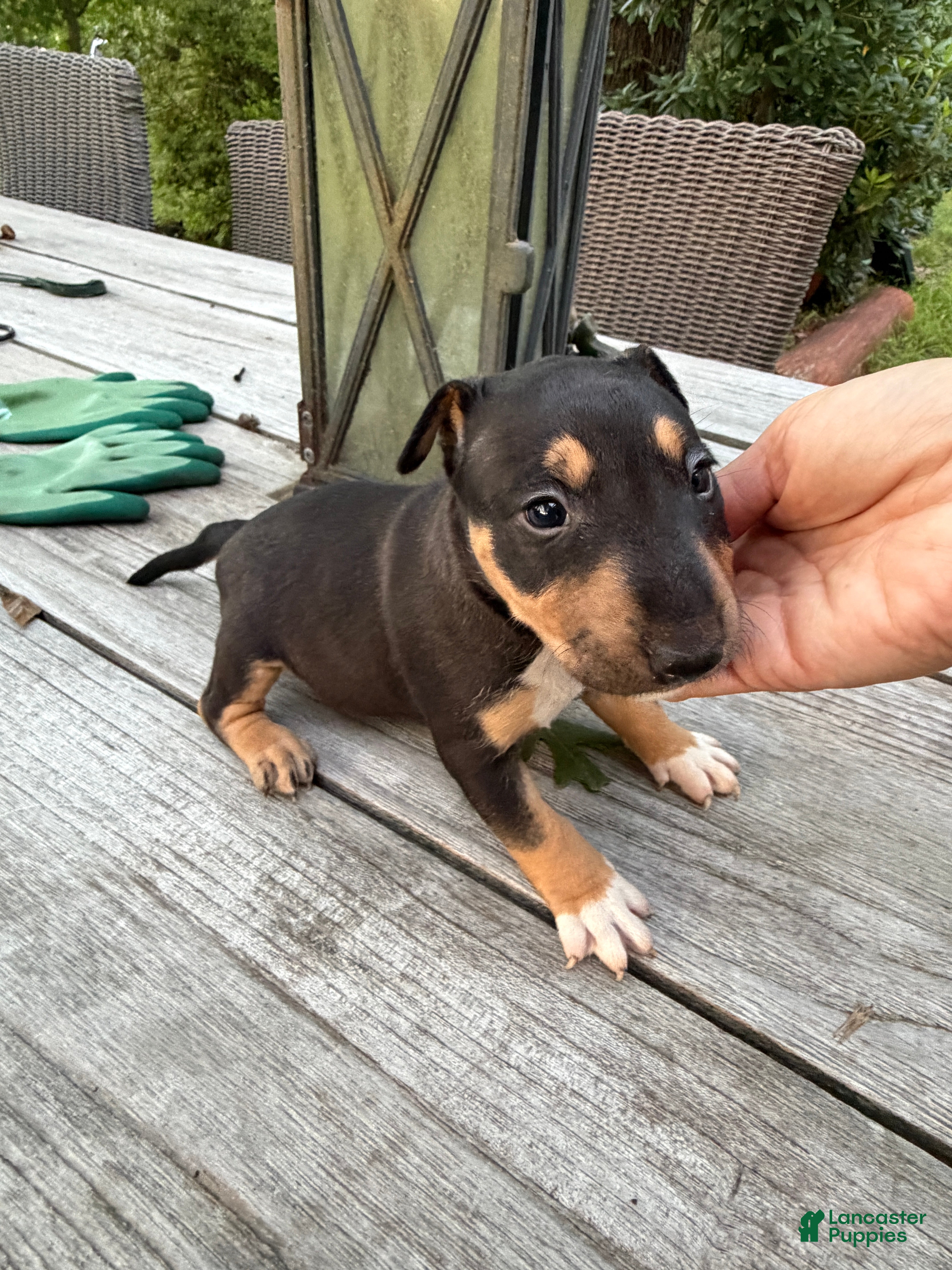 Miniature Bull Terrier dogs Athena  - Ad 1