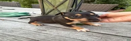 Miniature Bull Terrier dogs for sale: Athena  - Ad 2