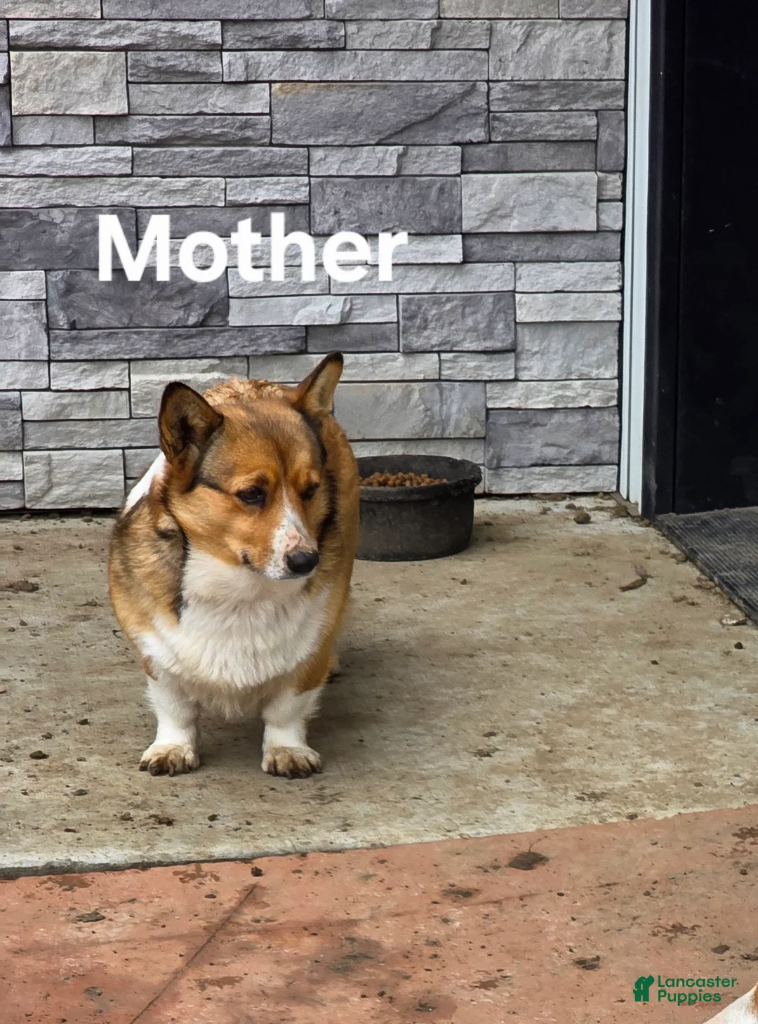 Welsh Corgi Pembroke dogs for sale:  Molly - Ad 5