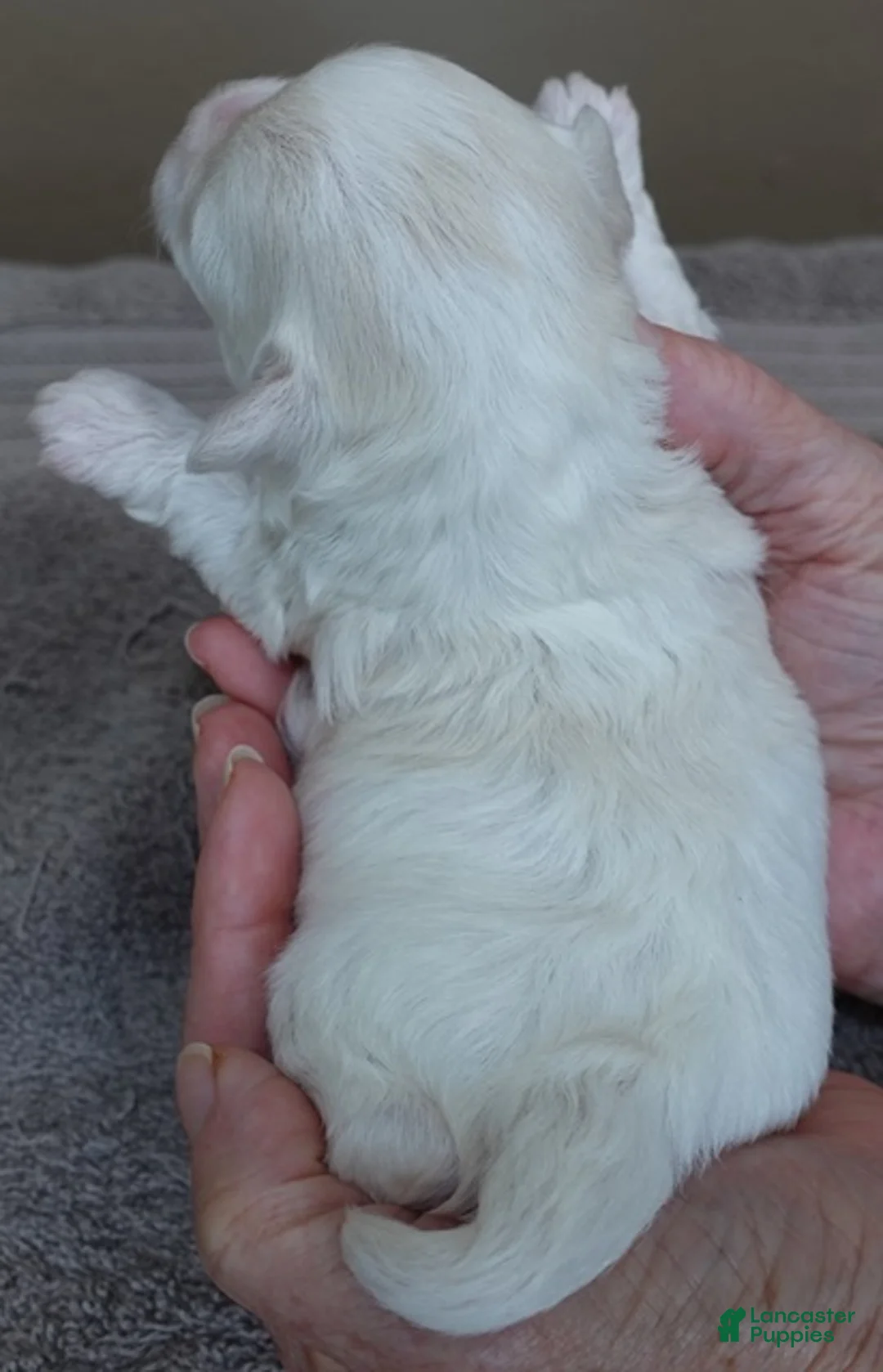 Maltese dogs for sale: Harpo - Ad 2