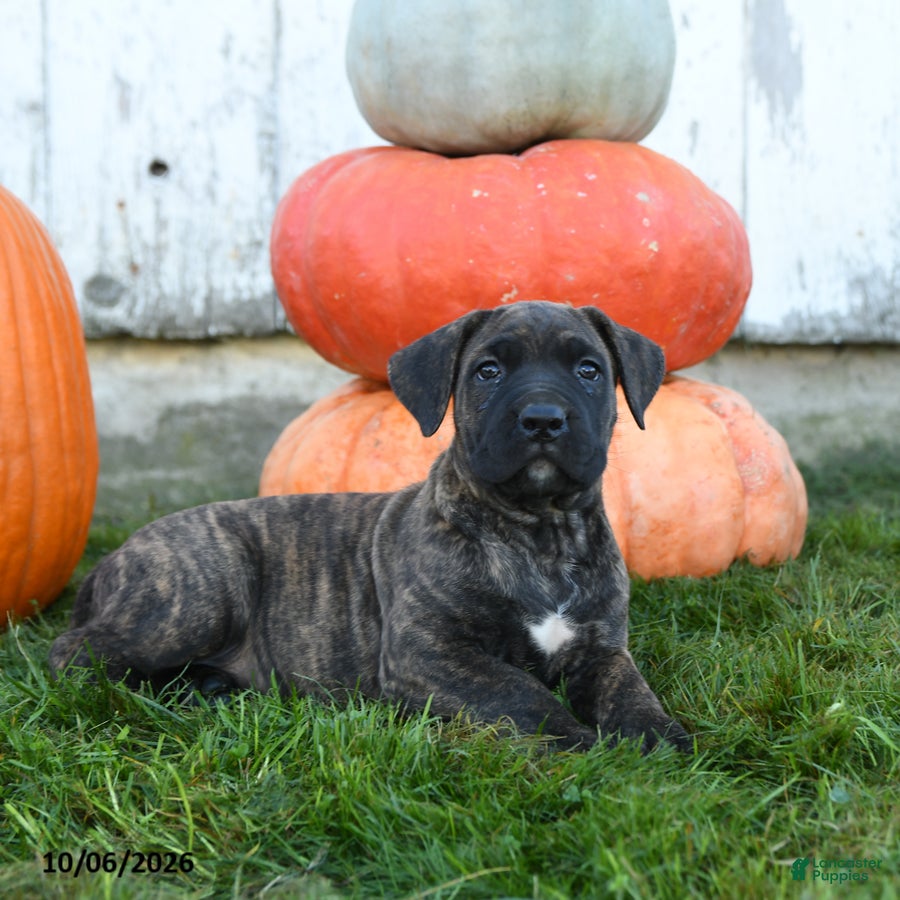 Cane Corso dogs Enzo - Ad 2