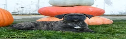 Cane Corso dogs for sale: Enzo - Ad 2