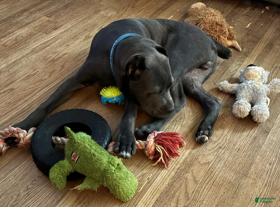 Cane Corso dogs for sale: Maximus - Ad 10