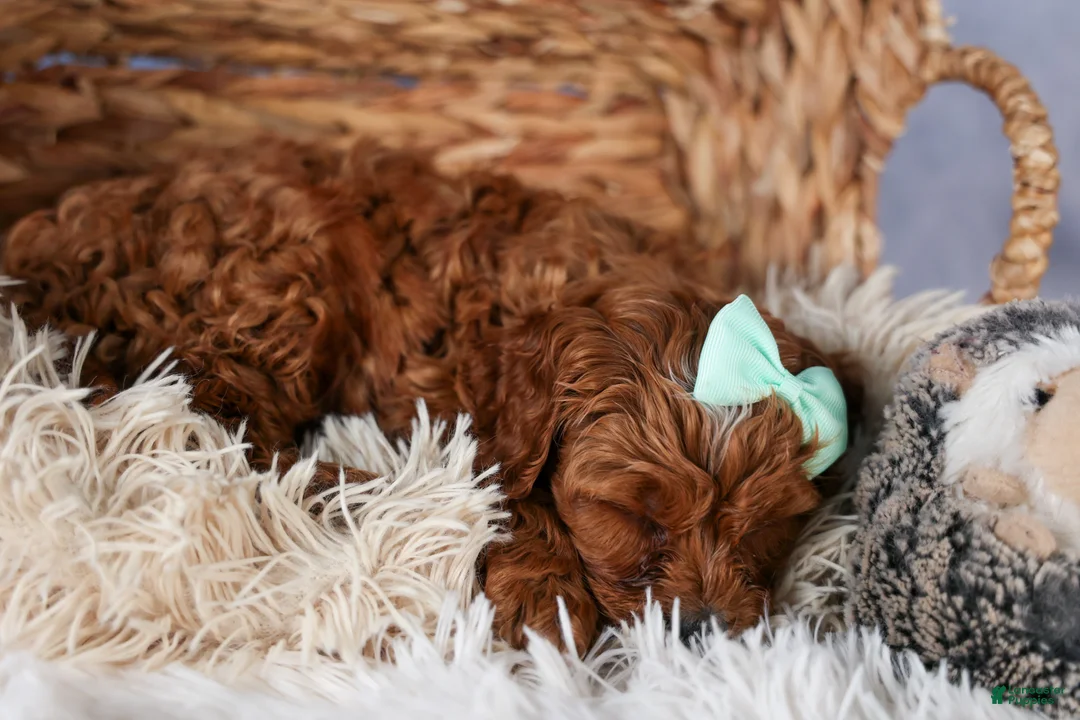 Cavapoo dogs for sale: GEORGE - Ad 2