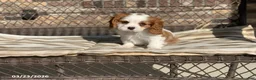 Cavalier King Charles Spaniel dogs for sale: Teddy - Ad 12