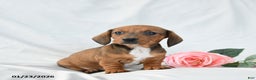 Miniature Dachshund dogs for sale: Molly - Ad 3
