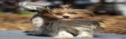 Biewer Terrier dogs for sale: Bennie Biewer Terrier  - Ad 6