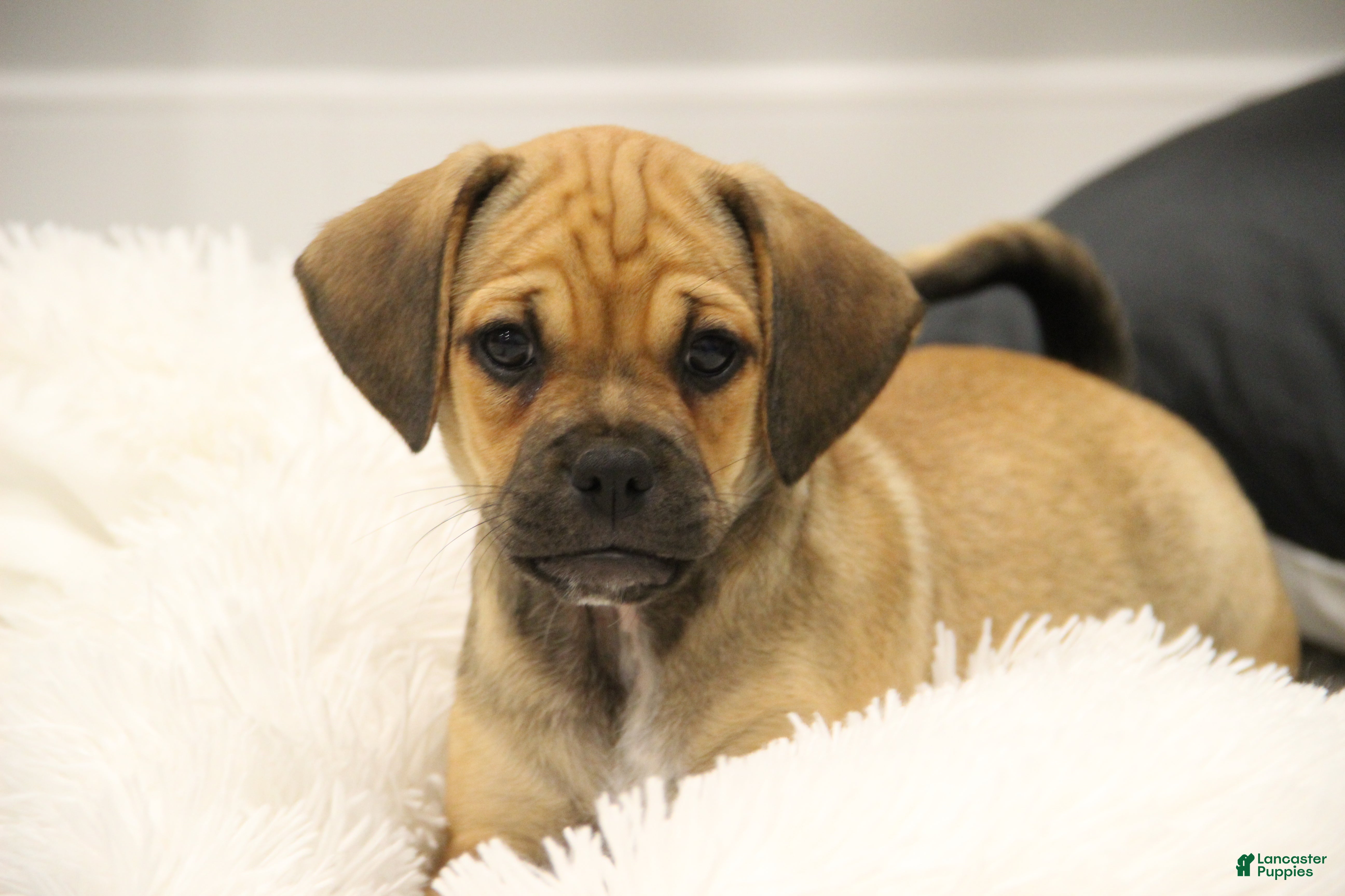 Puggle dogs Canyon - Ad 1