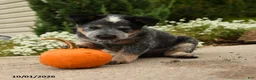 Australian Cattle Dog dogs for sale: Andrea - Ad 5