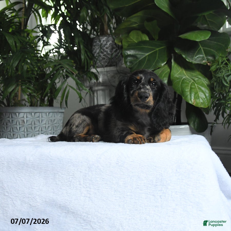 Miniature Dachshund dogs Otis - Ad 2