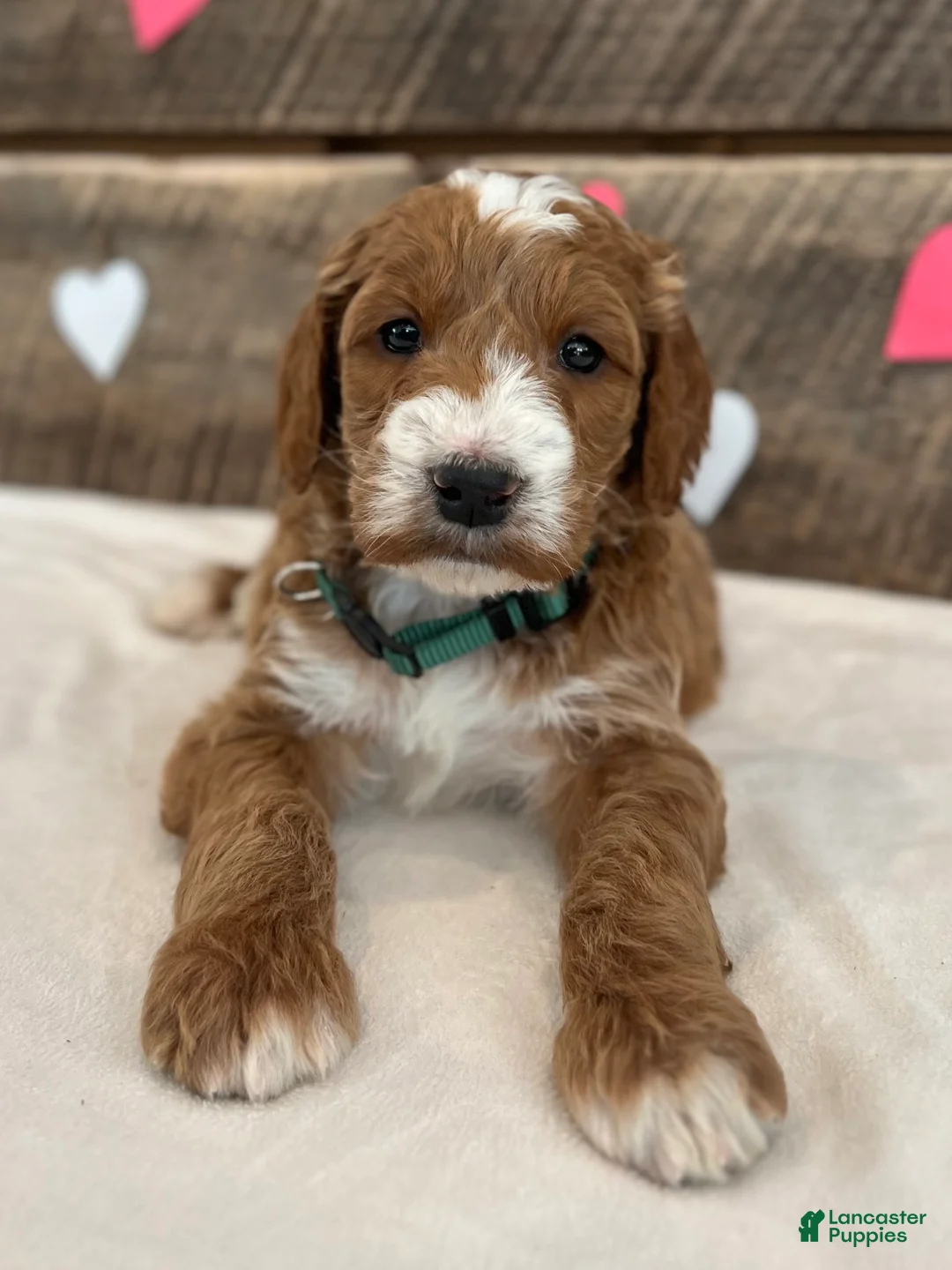 Irish Doodle dogs for sale: Jackson - Ad 12
