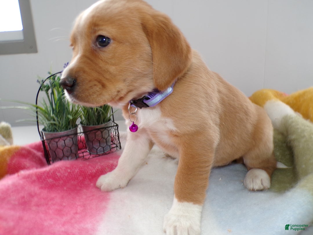 Goldador dogs for sale: Goldador Puppy 2 Marcy - Ad 2