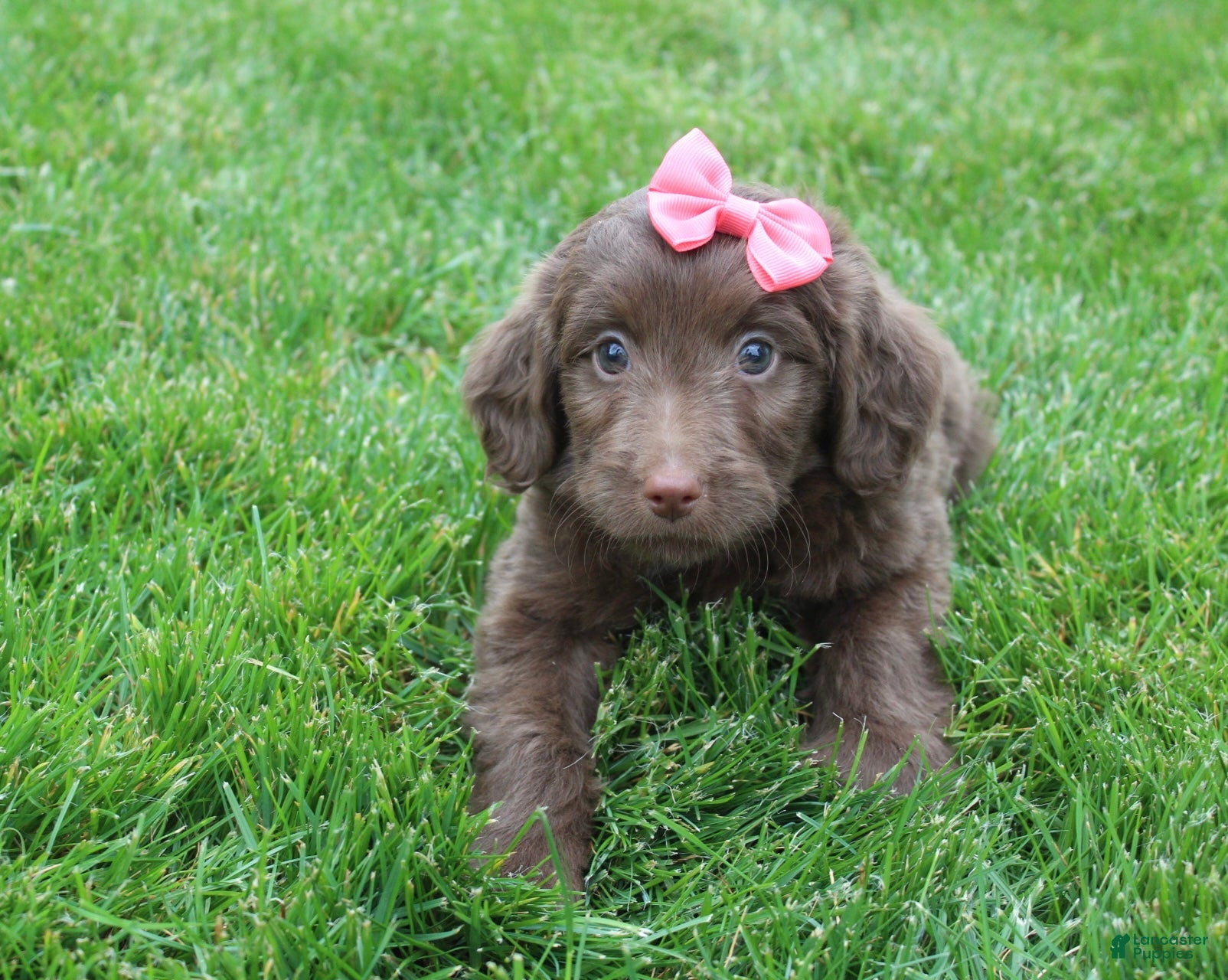 Mini Aussiedoodle dogs Cora - Ad 2