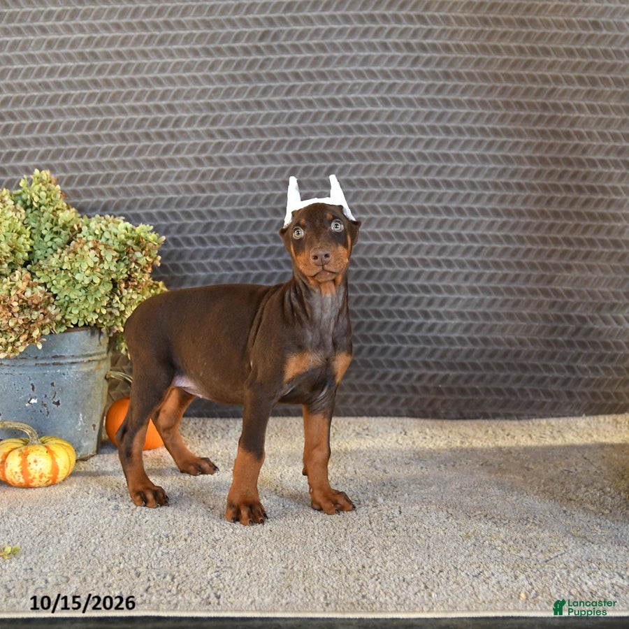 Doberman Pinscher dogs Noree - Ad 2