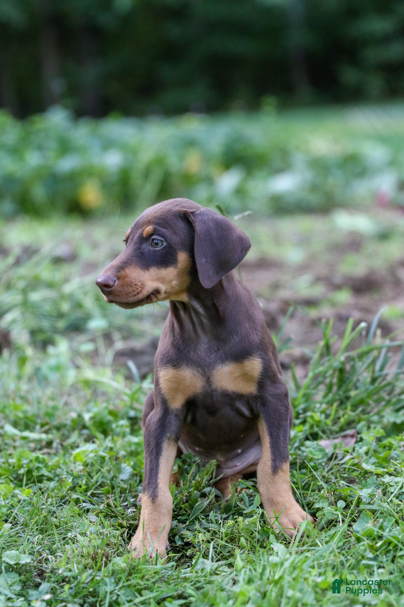 Doberman Pinscher dogs FLORENCE - Ad 2