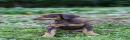 Doberman Pinscher dogs for sale: FLORENCE - Ad 2