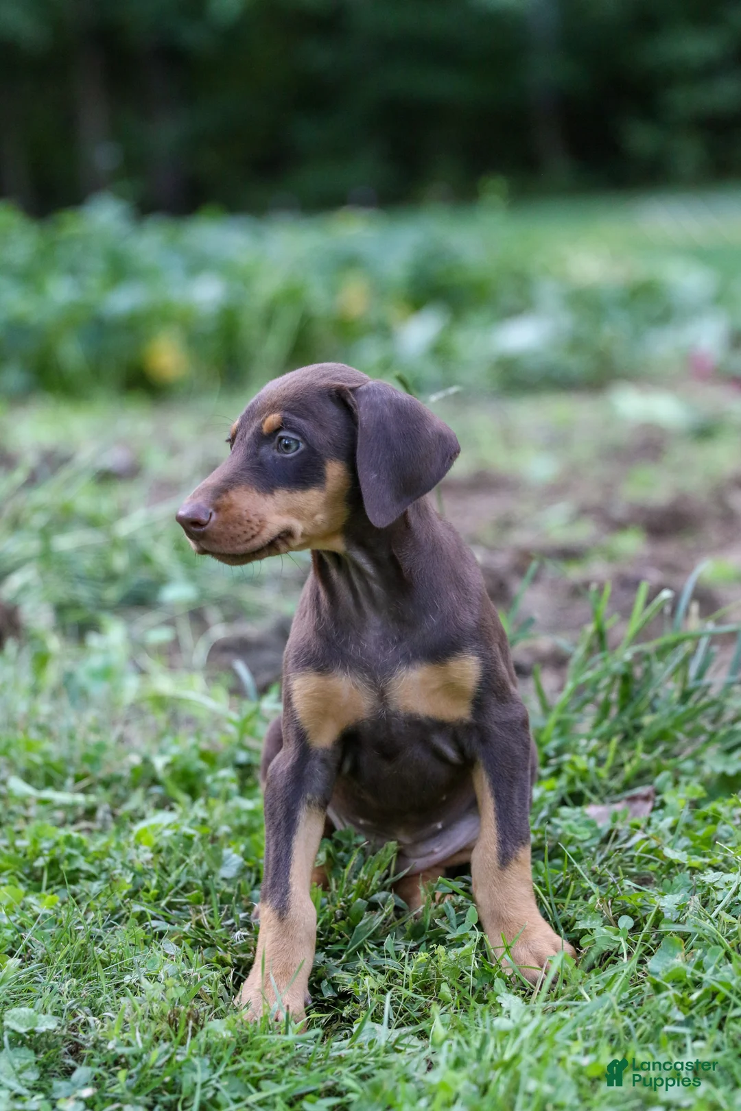 Doberman Pinscher dogs for sale: FLORENCE - Ad 2