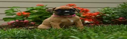 Boxer dogs for sale: Nutmeg - Ad 1