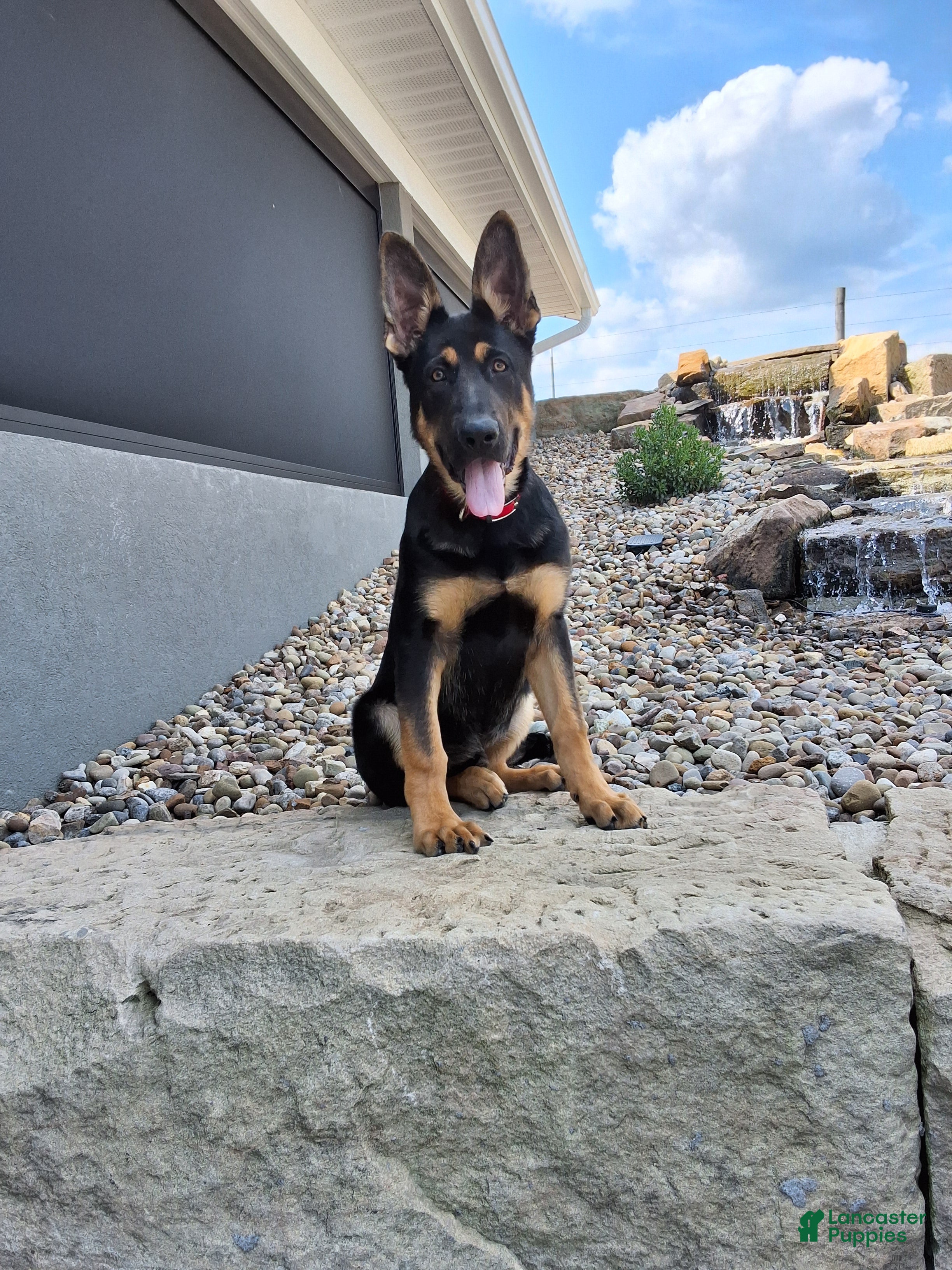 German Shepherd dogs Karl - Ad 1