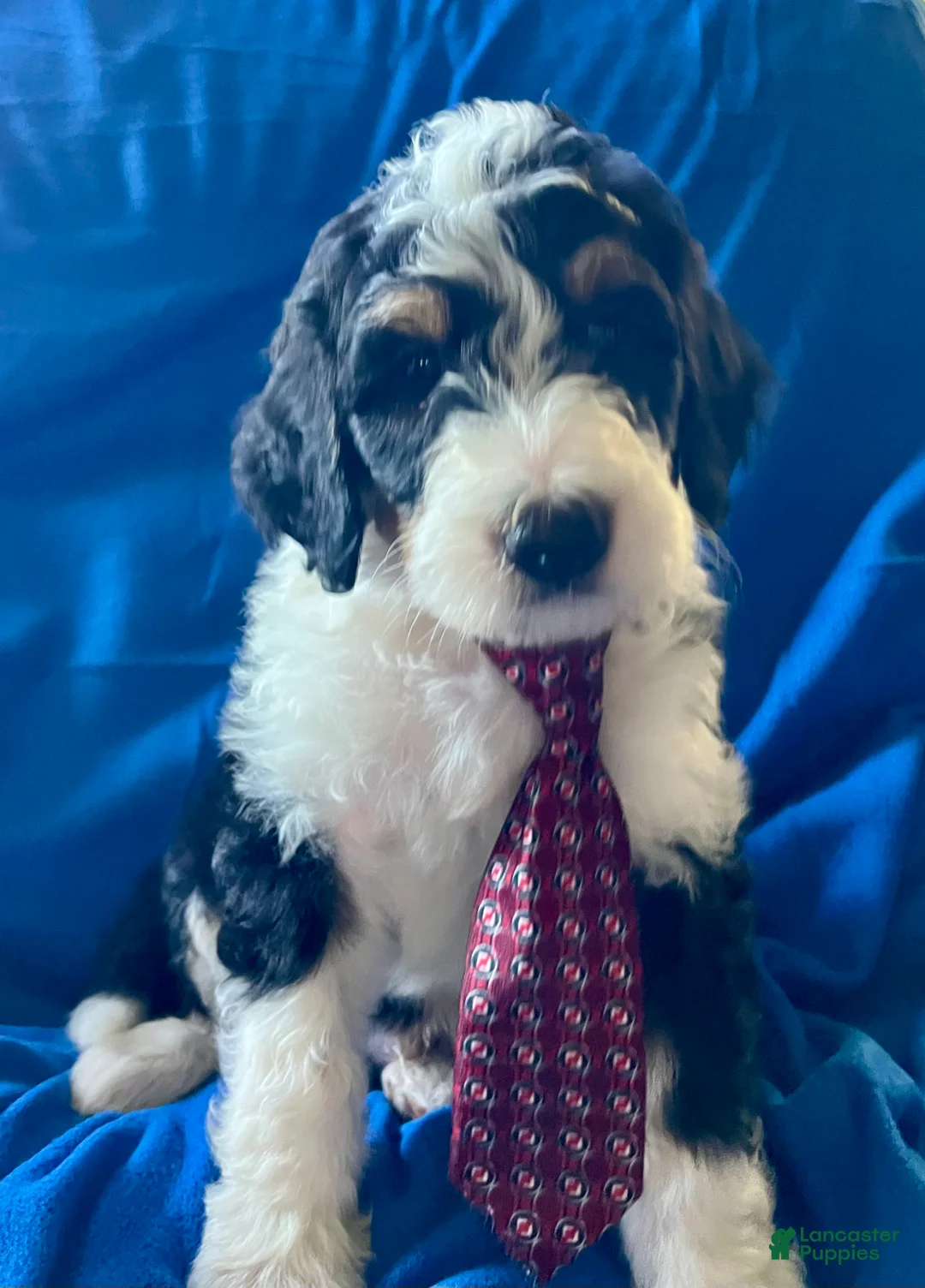 Sheepadoodle dogs for sale: Sheepadoodle Puppy 1 - Ad 1