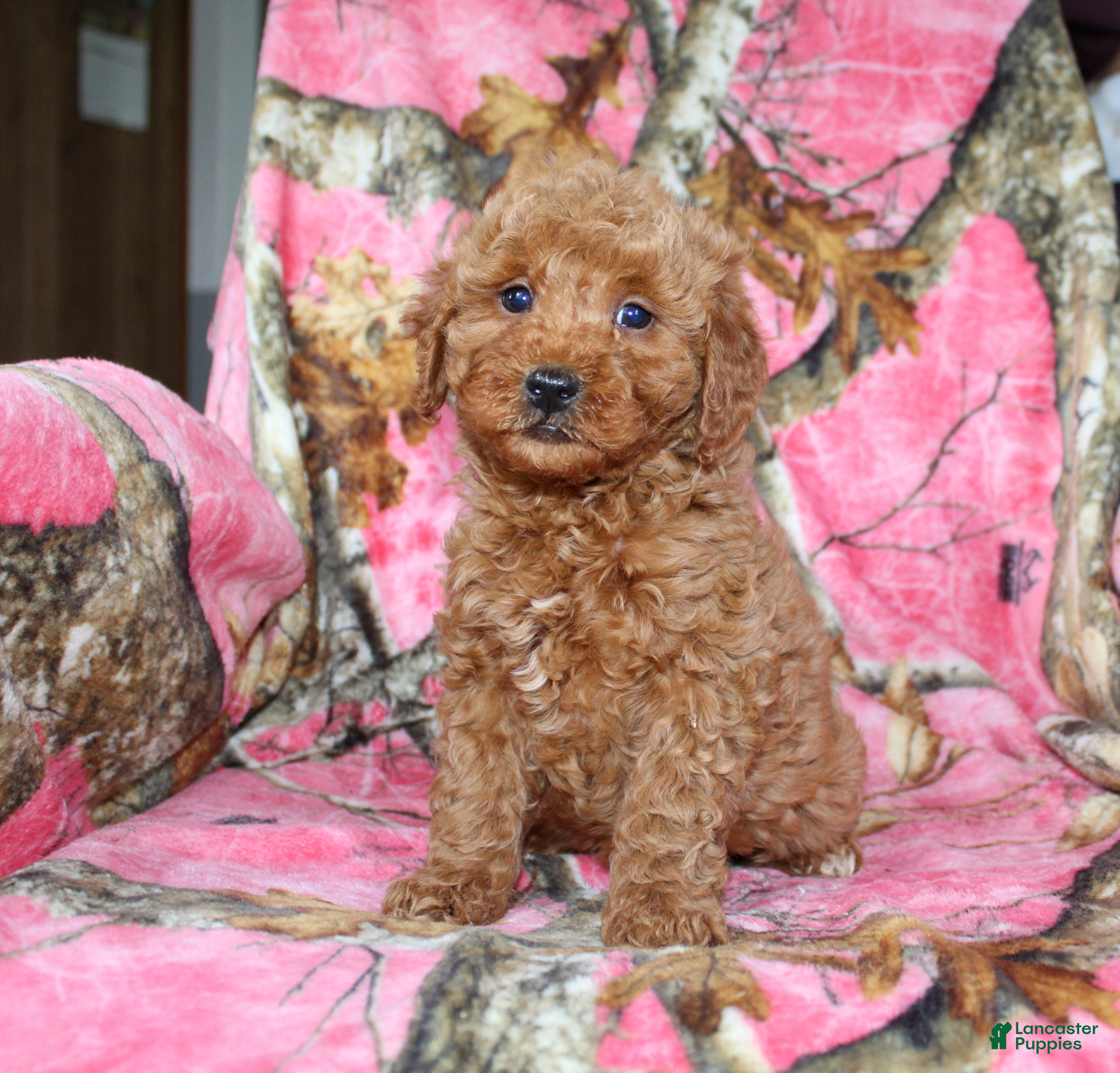 Mini Goldendoodle dogs Goofy - Ad 17