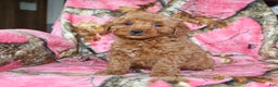Mini Goldendoodle dogs for sale: Goofy - Ad 1