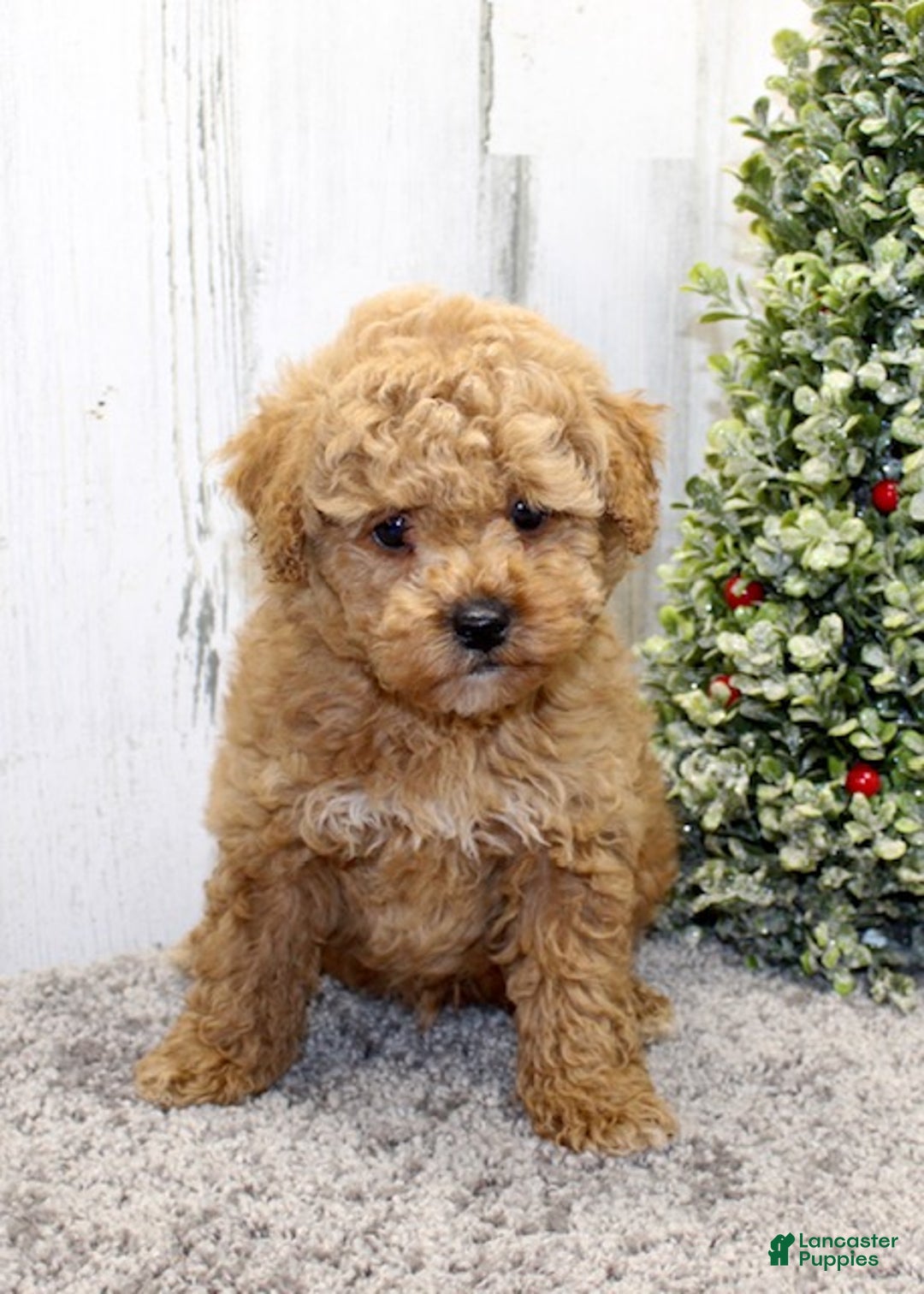 Miniature Poodle dogs for sale: Yeti - Ad 5