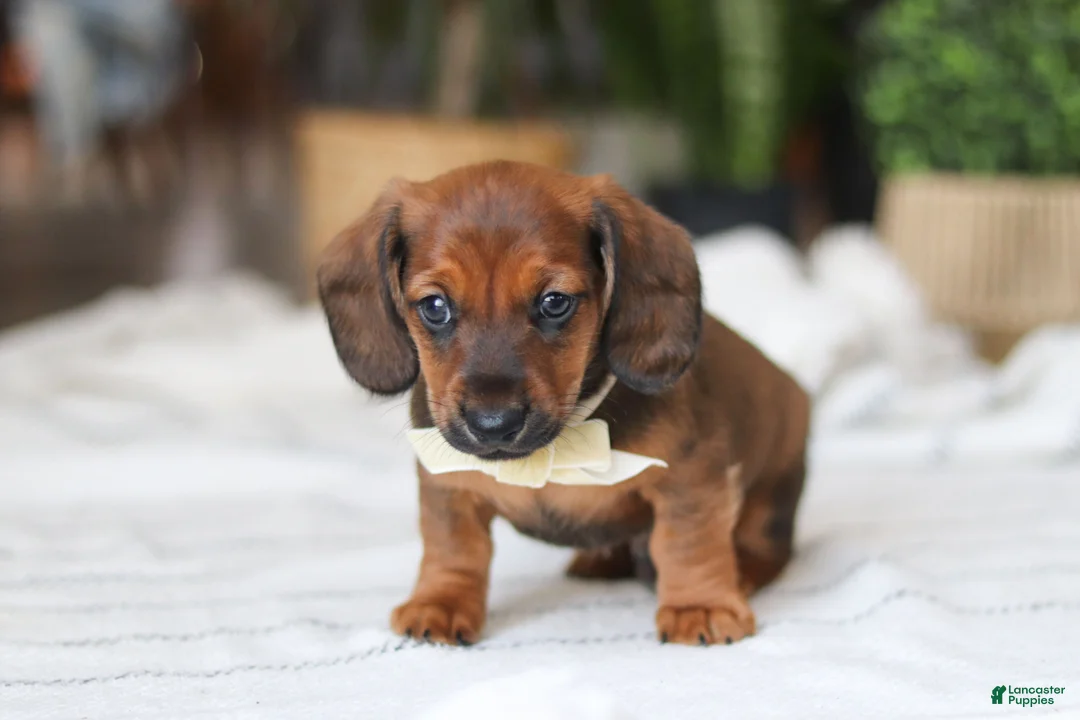 Miniature Dachshund dogs for sale: Pepperoni - Ad 3