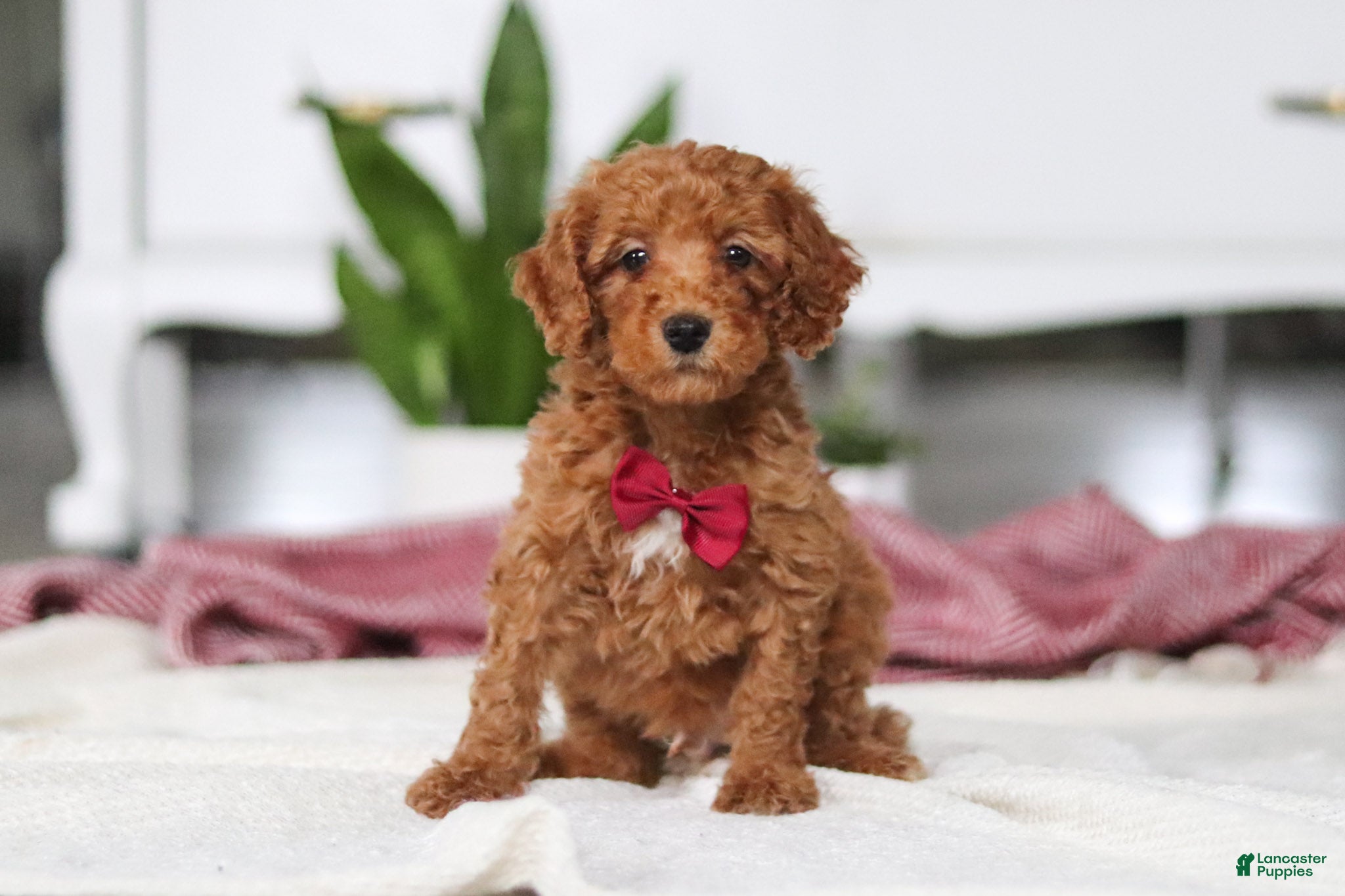 Mini Goldendoodle dogs for sale: Brodie - Ad 1