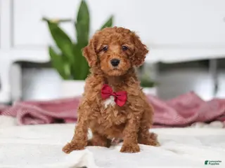 Mini Goldendoodle dogs for sale: Brodie - Ad 1