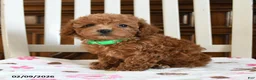 Maltipoo dogs for sale: Nebo - Ad 2