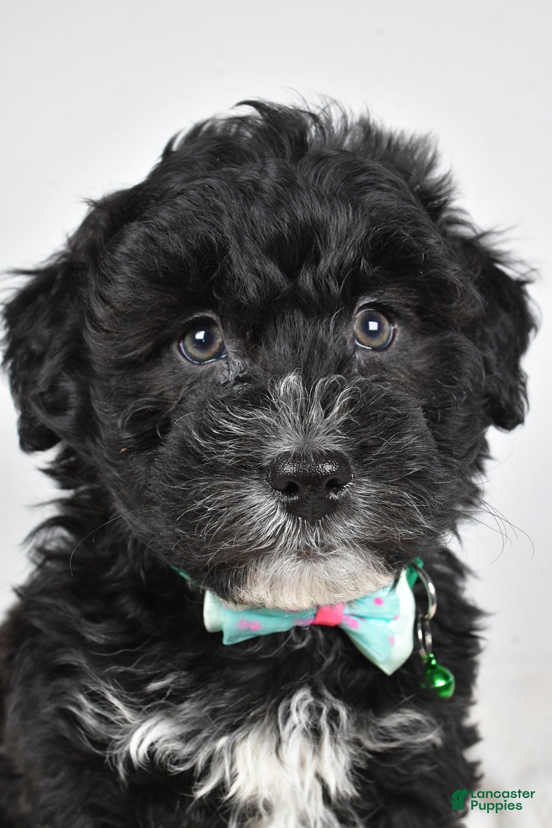 Newfypoo dogs for sale: Hickory f one b - Ad 8