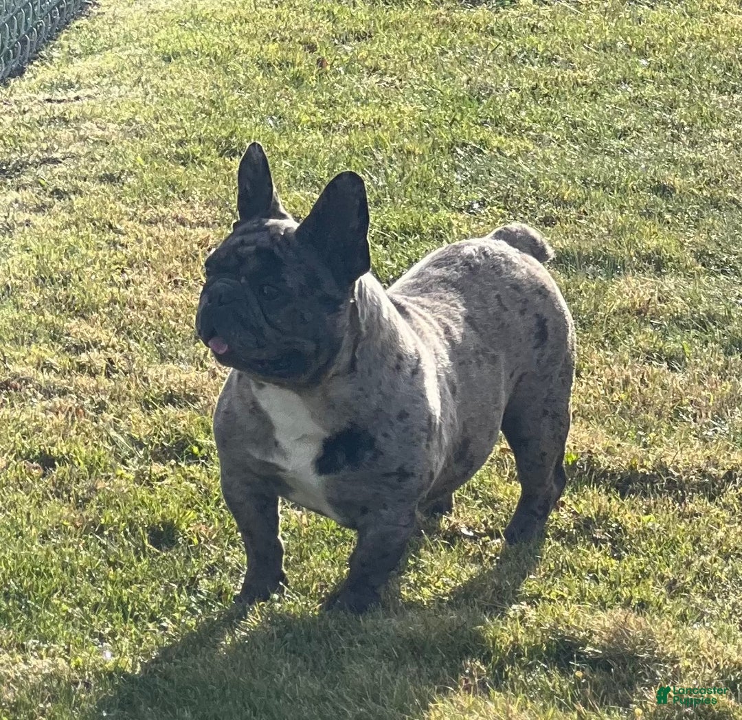 French Bulldog dogs for sale: Piper - Ad 20