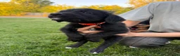 Mixed Breed dogs for sale: Doberdoodle 5 - Ad 5