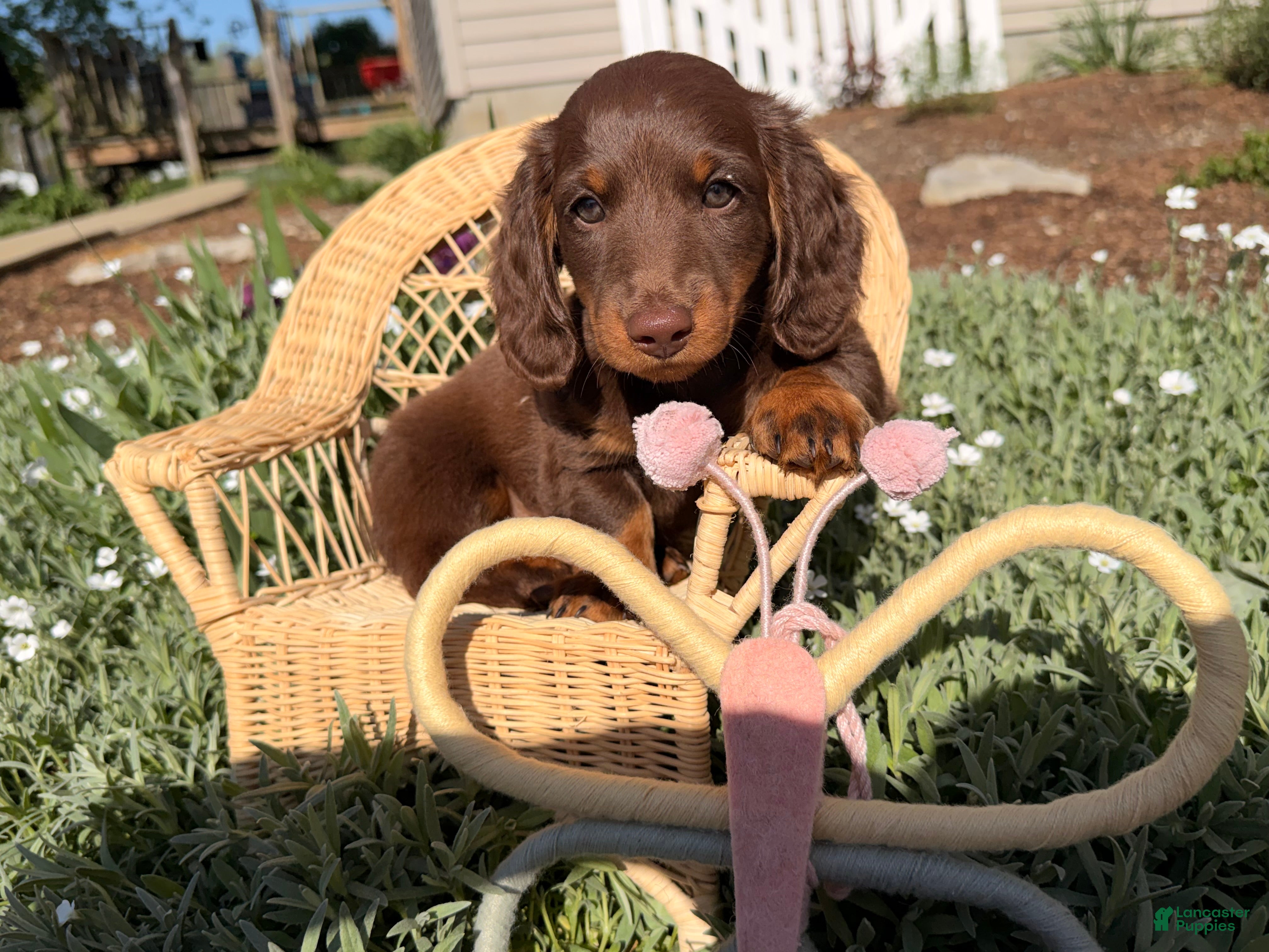 Dachshund dogs Big boy  - Ad 1