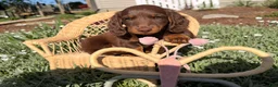 Dachshund dogs for sale: Big boy  - Ad 1