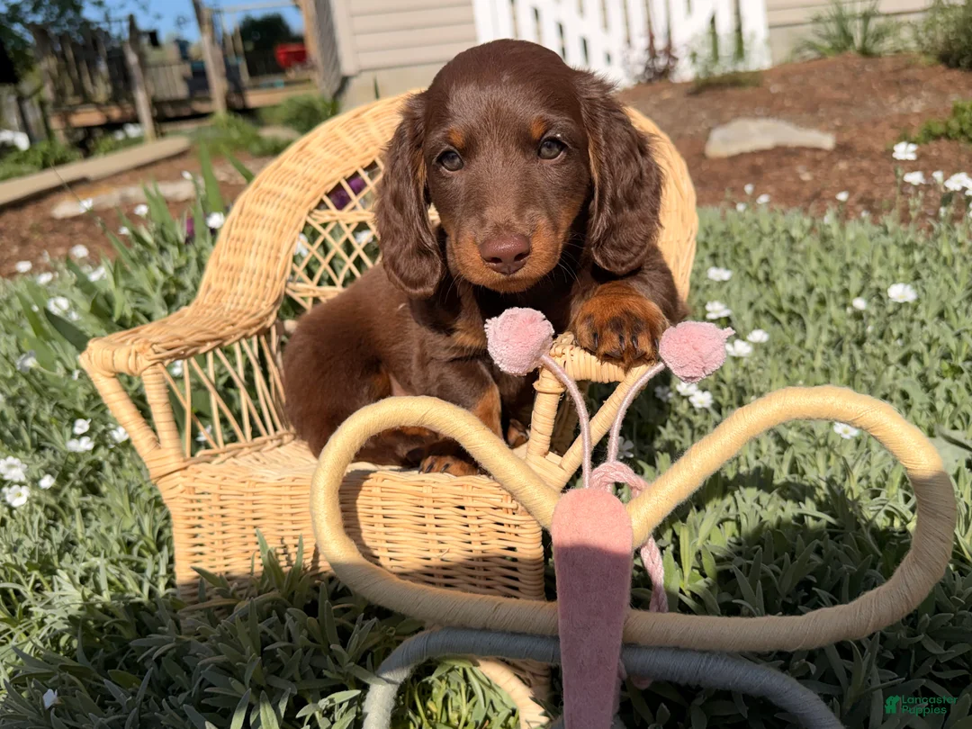 Dachshund dogs for sale: Big boy  - Ad 1