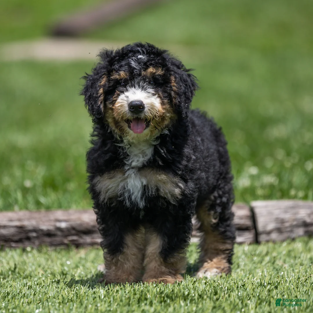 Bernedoodle dogs for sale: Hayes Bernedoodle Puppy  - Ad 2