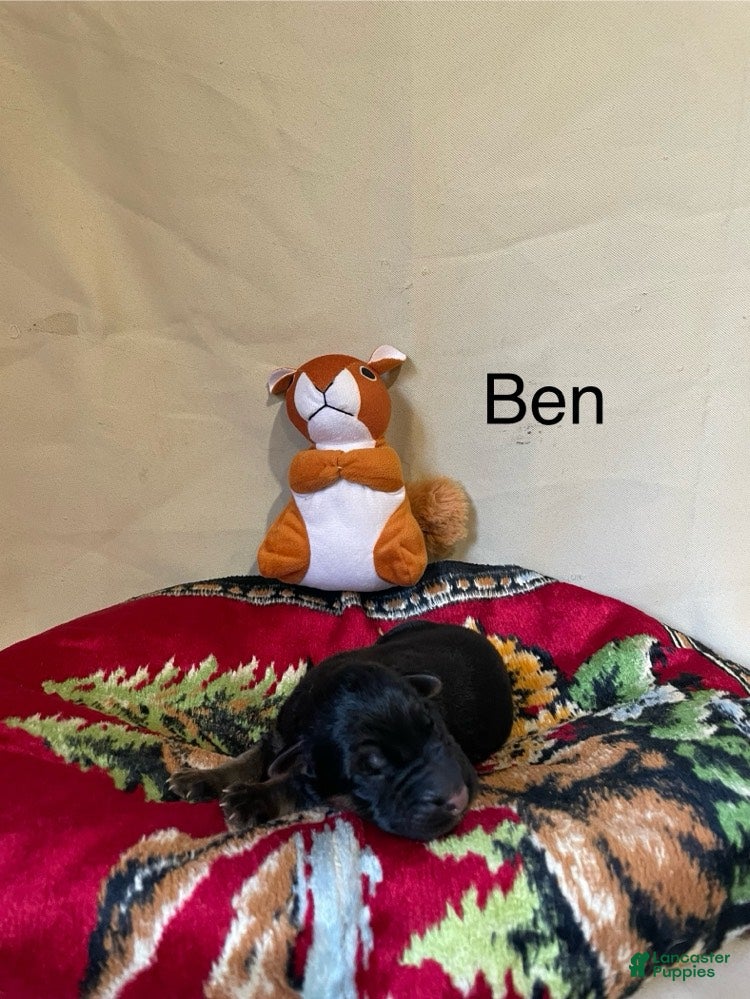 Ben