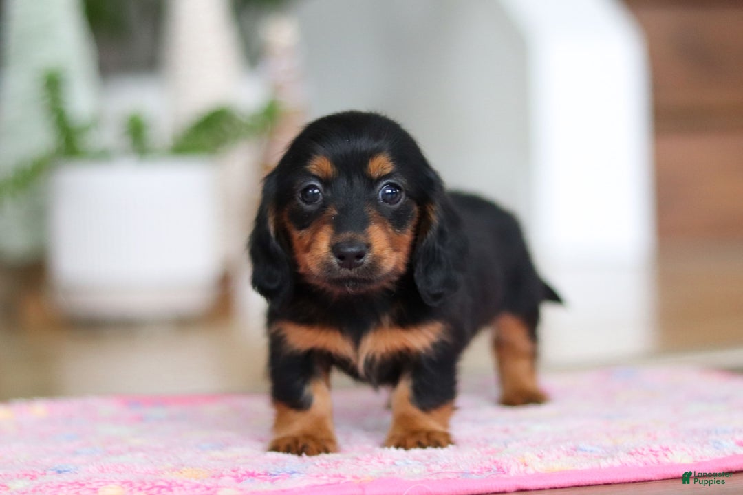 Miniature Dachshund dogs for sale: Mariah - Ad 6