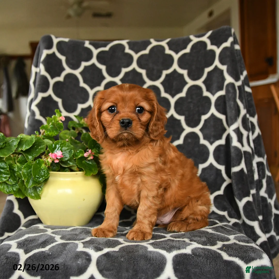 Cavalier King Charles Spaniel dogs for sale: Rolo - Ad 3