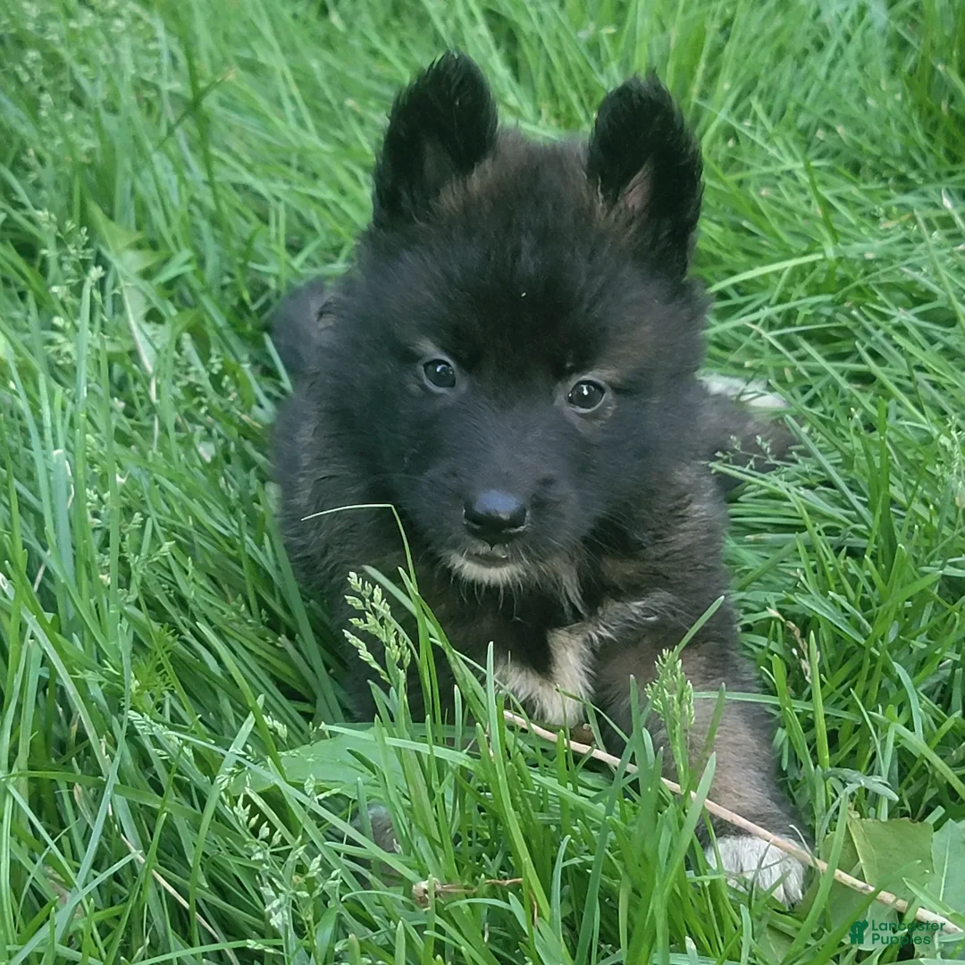 Gallery Image {{count}}