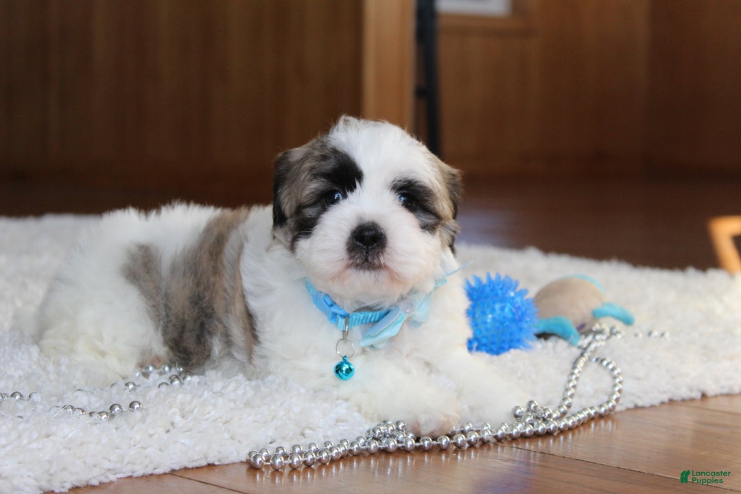 Teddy Bear dogs for sale: Logan - Ad 11